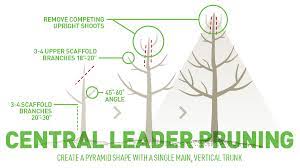 We did not find results for: Pruning Different Types Of Fruit Trees Ifa Country Stores