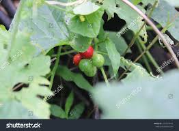 Image result for Cucumis maderaspatanus