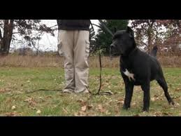 As a natural athlete, he needs lots of exercise. Best Dog Training In Columbus Ohio 5 Month Old Cane Corso Zora Youtube
