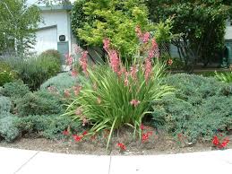 Image result for Watsonia borbonica