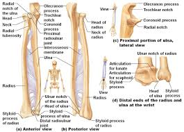 Radius, in anatomy, the outer of the two bones of the forearm when viewed with the palm facing all land vertebrates have this bone. Arm Bones Bones Of The Arm Anatomy Bones Human Anatomy And Physiology Physiology