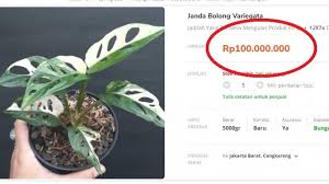 Agar bisa tumbuh dengan baik, tanaman itu juga perlu disiram dan dipupuk secara rutin. Fakta Mengejutkan Dari Harga Bunga Janda Bolong Yang Fantastis Prospek Monstera Senasib Anthurium Tribun Timur