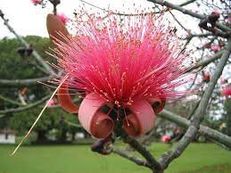 Bombax Flower Flowers Paper Flowers Craft Flower Crafts