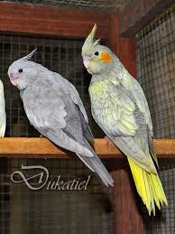 Wf Emerald And Emerald Pearl Cockatiels Lindos Filhotes Passaros Fofos Passaros Bonitos