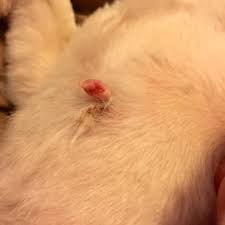 They are completely harmless, so there is no medical necessity to have them removed. Cat Skin Tag Naturalskins