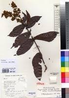 Image result for Magnistipula butayei