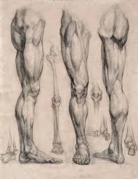 Character Design Collection Legs Anatomy You can edit any of drawings via our online image editor before downloading. character design collection legs anatomy