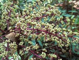 Image result for Astropanax myrianthus