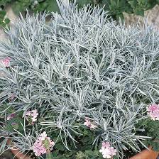 Image result for Helichrysum decorum