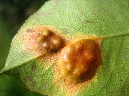 Image result for rez rzivost ostru%u017Einy