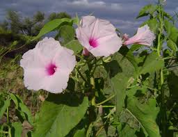 Image result for Ipomoea carnea