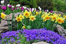 Astonishing Daffodil Garden Plants Spring Garden Flowers Flower Garden Pictures Garden Pictures