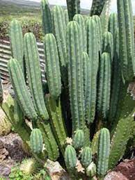 The cactus can be grown either from seed or a cactus grown from a cutting will grow much faster. 50 Baffling San Pedro Cactus Inspirations To Complete Your Garden San Pedro Cacti Cactus Cactus Plants