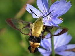 They tend to fly strong and fast like a the hummingbird moth is usually active at dusk. Hummingbird Moth Clearwing Moth