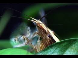Bamboo Shrimp Atyopsis Moluccensis Also Known As Wood Shrimp Singapore Flower Shrimp Asian Filter Shrimp And Asia Freshwater Aquarium Fish Aquarium Shrimp