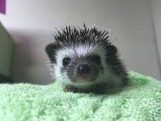 Chicago hedgehogs for sale, lake forest, illinois. 7 Baby Hedgehogs For Sale Ideas Hedgehog For Sale Baby Hedgehogs For Sale Baby Hedgehog