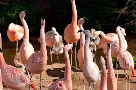 Paignton Zoo flamingos are dancing for joy as breeding season begins |  InYourArea News