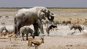 FirstpostAfrica: Massive wildfires have destroyed about a third of Etosha  National Park in Namibia, one of Africa