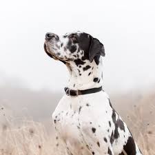 Check spelling or type a new query. Osian Photography On Twitter Love Capturing These Moments Little Snippets Of Life Imperfect But Meaningful This Is A Picture Of Our Great Dane Sophie Who We Lost Earlier This Year Doing