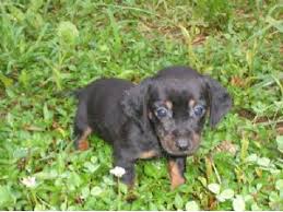 Here i have my beautiful dachshund puppies for sale they are 3 girls ready to go 27.january and they will be microchipped. Dachshund Puppies In Kentucky