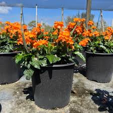 Image result for Crossandra puberula
