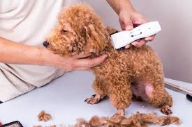 This toy poodle came in for grooming in terrible condition. How To Groom A Poodle Puppy A Complete Guide Poodle Report