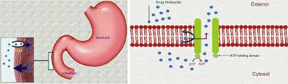 Image result for P-Glycoprotein