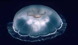 Marmara denizi'nde son aylarda sık görülmeye başlanan deniz salyası, i̇stanbul'da kartal ve pendik sahili'ni. Denizanasi Carpmasi Uludag Sozluk