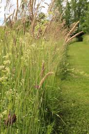 Image result for Holcus