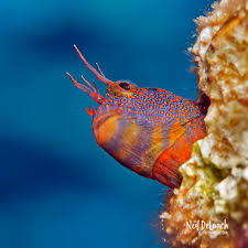 Image result for Tessmannia burttii