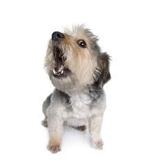 You need to ensure your shichon puppy is well trained and well socialized. Barking Please Stop The Other End Of The Leash
