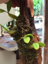 Image result for Bulbophyllum sandersonii
