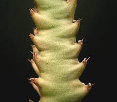 Image result for Euphorbia baylissii