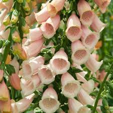 They are admired for their tall spires containing multiple rows of large, tubular flowers. Buy Foxglove Digitalis Purpurea Sutton S Apricot 4 99 Delivery By Crocus