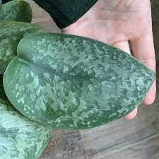 Maybe you would like to learn more about one of these? For People Who Want To Know More About Scindapsus A Natural Curiosity