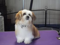 We hope you enjoy your visit. Mi Ki Puppies For Sale For Sale In Lake Worth Florida Classified Americanlisted Com