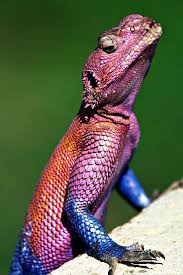 Tanzania Amphibians Reptiles And Amphibians Lizard