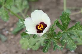 Image result for Hibiscus hiernianus