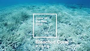You just got to use those colors wisely with coral. Jack And Huei Suggests Bleached Coral As Next Pantone Colour Of The Year