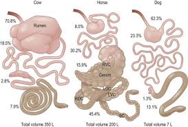Gastrointestinal Physiology Veterian Key