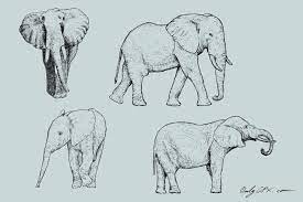 Download Elephant Drawing Vector Eps Svg Png Transparent Onlygfx Com