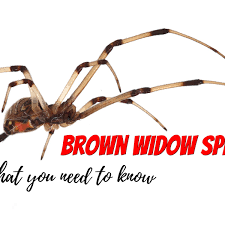 There big round with a red spot on them some research and saw most of them are in packs. What You Need To Know About The Brown Widow Spider Dengarden