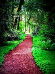 Would Love To Photograph In This Pathway Pathways Forest Path Walking In Nature