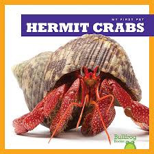 They have jointed limbs, claws, a hard exoskeleton, eyes on stalks, and two sets of antennae. Hermit Crabs Jump Inc