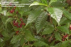 Image result for Psychotria moninensis