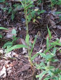 Image result for Digitaria velutina