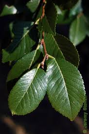 Image result for Ulmaceae