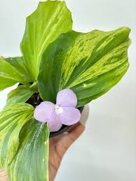 Image result for Kaempferia