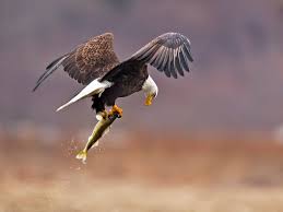 Maybe you would like to learn more about one of these? 14 Bold Facts About Bald Eagles Mental Floss