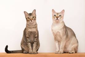 The terms are often used interchangeably, but one is a purebred the domestic shorthair appears in every feline color that is not the purview of a specific breed, such as the siamese. Singapura Cat Wikipedia